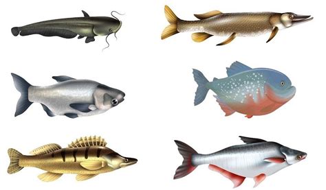 Daging ikan patin lumayan banyak untuk dibudidayakan sebagai ikan mengkonsumsi. 19 Jenis Ikan Air Tawar Hias & Layak Konsumsi | Republik SEO