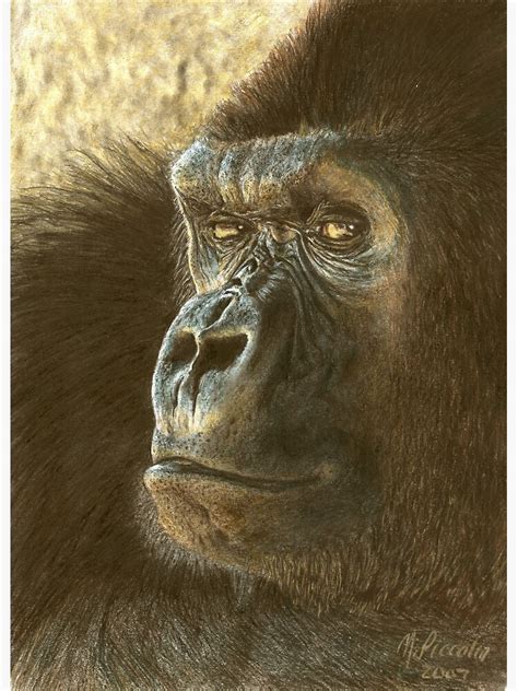 Gorilla In Color Pencil Art Print By Piccolinm Redbubble