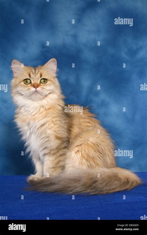 Sitting Persian Cat Stock Photo Alamy