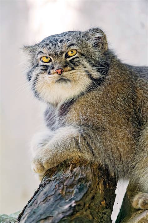 Manul Pallas Cats Wild Most Expressive Cats In The World