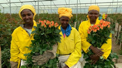How Covid-19 is disrupting the lives of flower farmers in ...