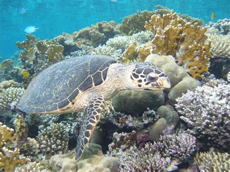 Turtle Red Sea Rushkult