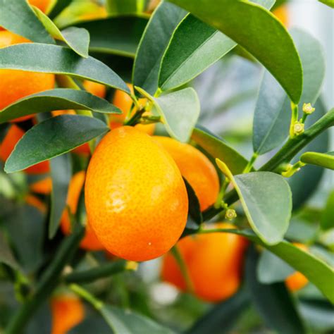 However, fruit is not ready for eating right off the tree. How long does it take for a kumquat tree to bear fruit ...