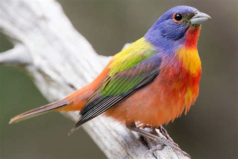 25 Best Birds To See In Texas