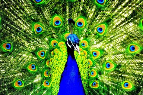 Peacock Hd Wallpapers Top Free Peacock Hd Backgrounds Wallpaperaccess