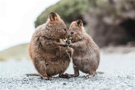 The same family as kangaroos, except these little guys only grow to be about the size of a domestic cat) with short tails, short faces. Il quokka: curiosità sul piccolo animale sempre felice