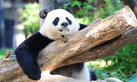 Giant Pandas No Longer Endangered In China World Dawncom