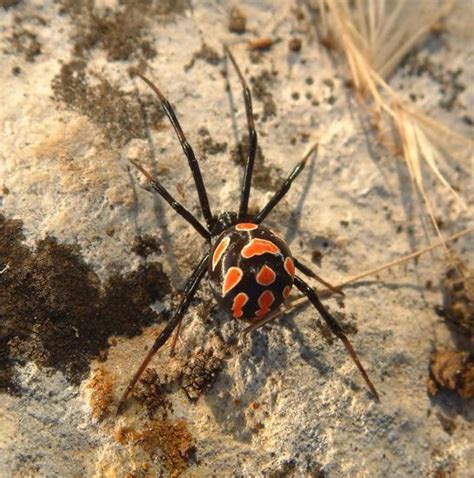 Black widow spider bite symptoms can be tricky to detect at first, since it can take over 40 this can cause black widow spider bite symptoms from the entire body, such it is impossible to know in advance how severe the black widow spider bite symptoms will be in a bitten person, and prompt. 7 Most Venomous & Dangerous Spiders - ALLRefer