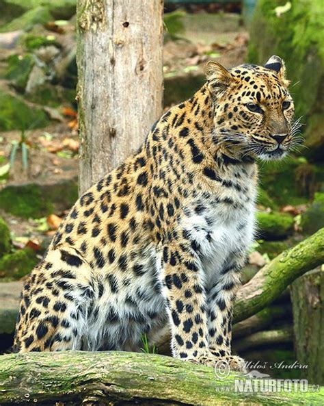 Panthera Pardus Orientalis Pictures Amur Leopard Images Nature
