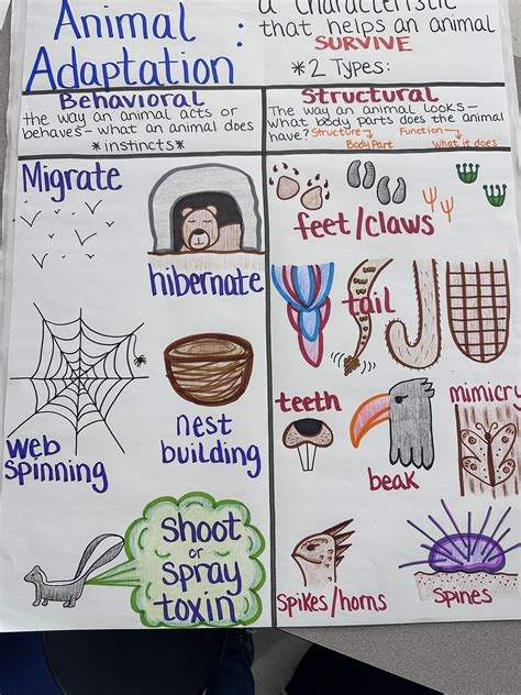 Animal Adaptations Anchor Chart For 5th 8th Grade Etsy