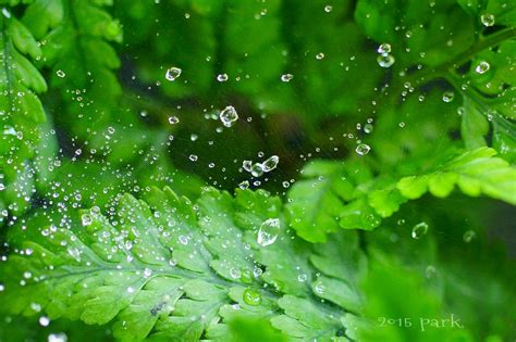 Summer Rain Nature Photography Macro