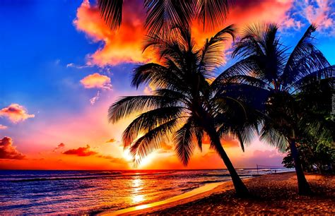 Morze Zachód Słońca Palmy