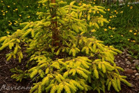 Mysteries And More From Saskatchewan The Golden Spruce