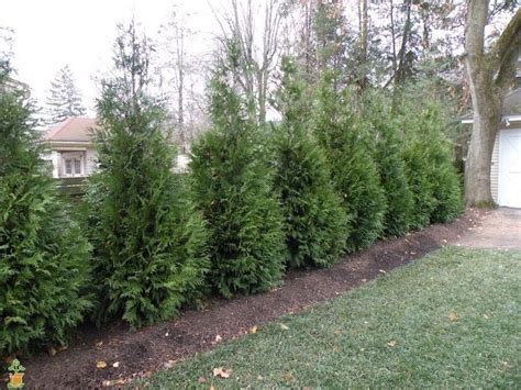 Baby Giant Arborvitae Spacing Babies And Toys