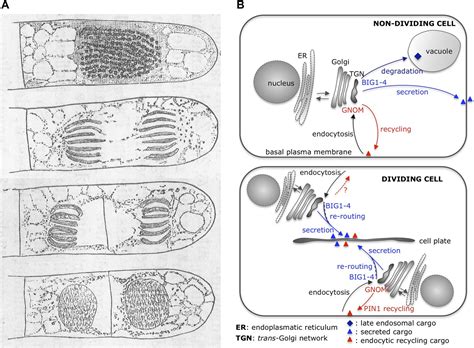 Instead, they form cell plate which eventually becomes the cell wall at the middle of the cell that divides the two new daughter cells. Plant Cytokinesis: Illuminating traffic control for cell ...