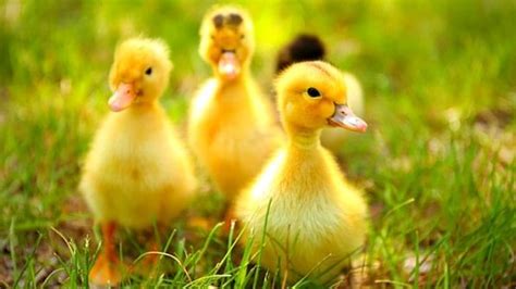 If these partnerships continue to rise and more and more institutions benefit from ripple technology, that should help to bolster xrp price, at least for the long term. How to Raise Ducklings