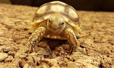 Baby Sulcata Tortoises Stolen From Reptile Centre Pet Gazette