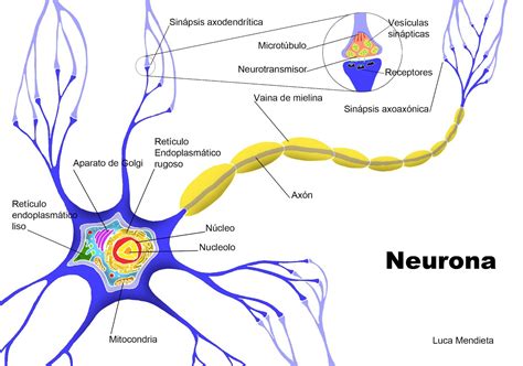 La Neurona y sus partes Neuronas Anatomia y fisiologia Psicobiología