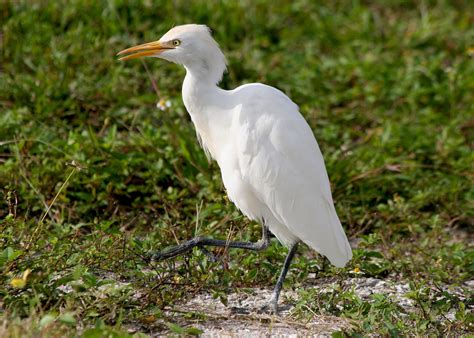 Jul 07, 2020 · typically, leucism affects only dark feathers, so some birds with leucism have white feathers while still maintaining the bright colors of their red, orange, or yellow feathers. Avise's Birds of the World