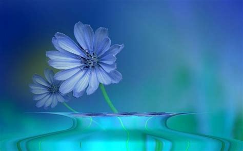 Blue Flower Hd Wallpaper Background Image 1920x1194