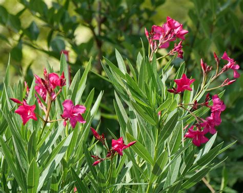 The Profile Of The Deadly Beauty Oleander Plant