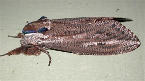 Era una polilla gigante de la madera (endoxyla cinereus). Imagoes of Australian COSSIDAE