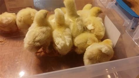 Tractor Supply Chicken Haul - YouTube