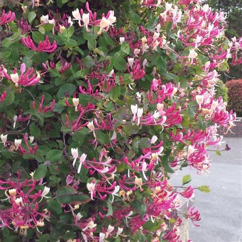 May 19, 2019 · grow climbers up other plants. Buy Honeysuckle Climbing Plants at Wholesale Prices in Ireland