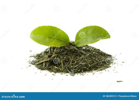 Dry Green Tea With A Fresh Tea Leaf Stock Image Image Of Natural