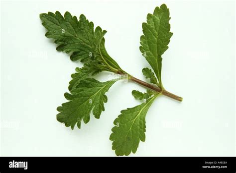 Medicinal Plant Leaves Of Vervain Verbena Officinalis Eisenkraut Stock