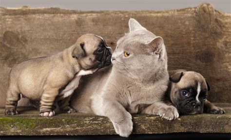 The phrase fighting like cats and dogs comes to mind. 9 Ways to Help Cats and Dogs Get Along Better - Catster