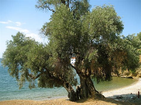 Olive Tree On The Beach Near Trikeri Greece Giardino Ulivo