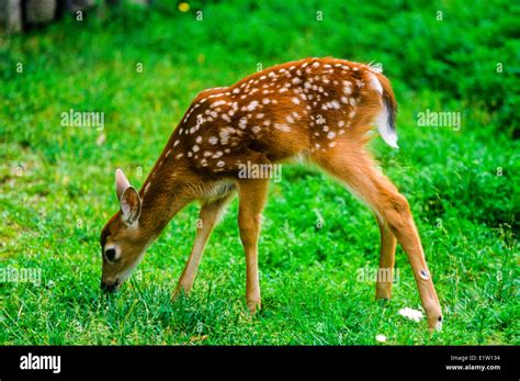 White Tailed Deer Virginia Deer Fawn Odocoileus Virginianus Stock