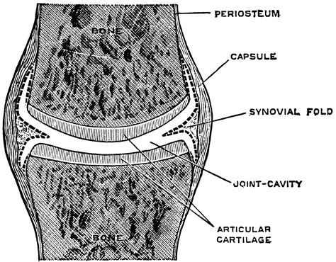 Anatomy Of A Synovial Joint