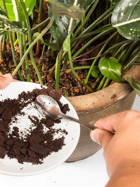 Do you need to fertilize cacti and succulents? Used or spent coffee grounds can be used as a natural ...