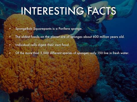 Sponges Phylum Porifera Facts