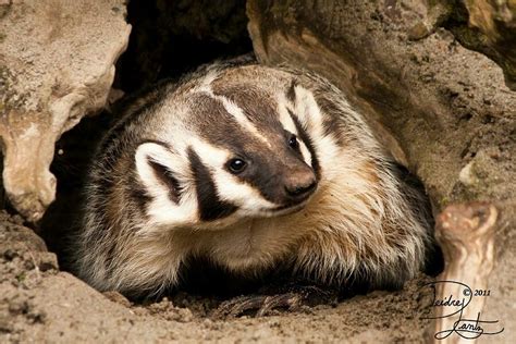 Pin By Oscar Gonzalez On Badgers In 2021 American Badger North