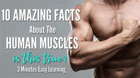 10 Amazing Facts About Human Muscles Human Muscular System Anatomy
