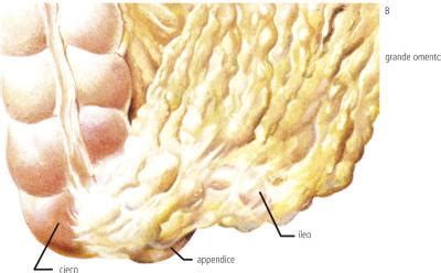 Le péritoine est une membrane composée de deux feuillet. PERITONITE - Dizionario medico - Corriere.it