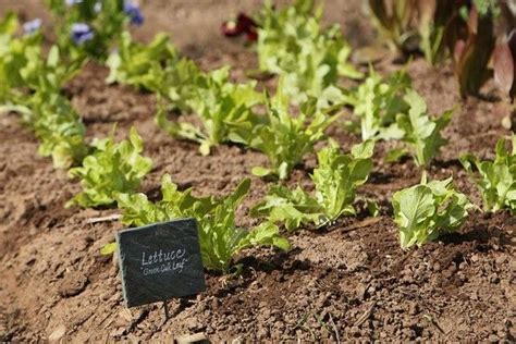 Can you use topsoil in a vegetable garden. How Much Green Can Growing a Vegetable Garden Save You ...
