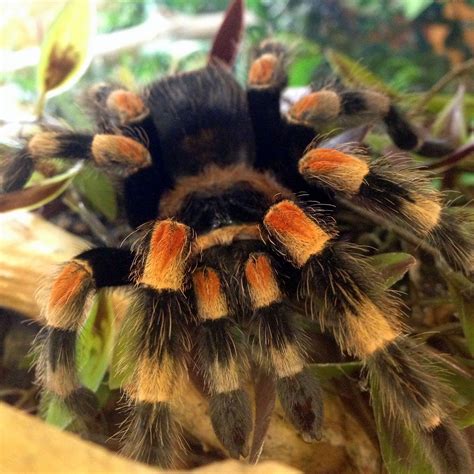 Pink toed tarantulas are predators. Our Mexican red knee tarantula | Spiders & Tarantulas ...