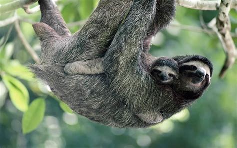 Mother Sloth And Her Baby Hd Wallpaper Background Image