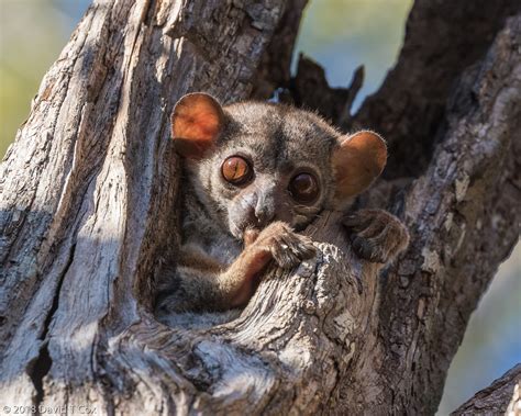 Milne Edwards Sportive Lemur Ankarafantsika Np Madagascar Daves