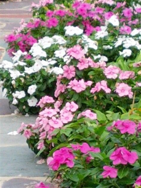 Floweraura offers flowers and flower combos at affordable price across india. Cottage garden plants, Beautiful flowers, Sun loving plants