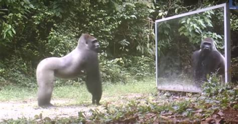 Hilarious Reactions Of Animals Seeing Their Reflection In The Mirror
