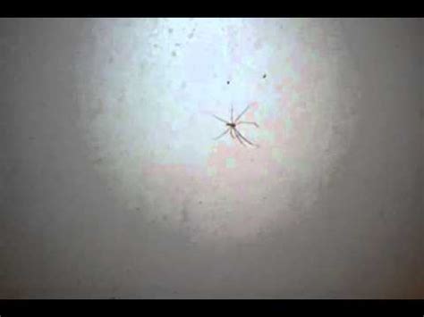 See more ideas about rattlesnake tattoo, rattlesnake, snake. Scary Daddy Long Leg Spider - YouTube
