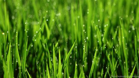 High Definition Green Background Hd Wallpapers Ultrawide Wallpapers