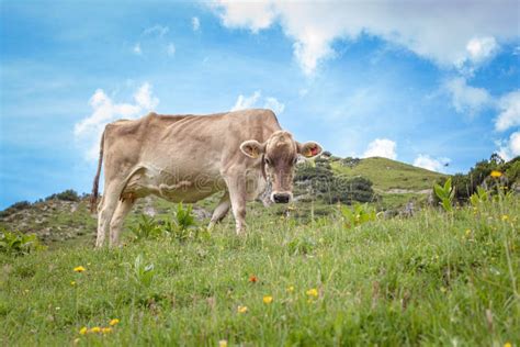 Cows Graze On Meadows In The Alps Mountains In Summer Stock Photo