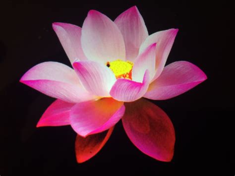 DF Massage Spa | East Lansing MI