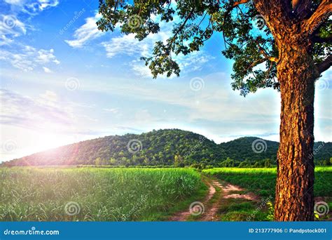 Landscape Hdr Image Of Farm Crops With Big Trees In Foreground And